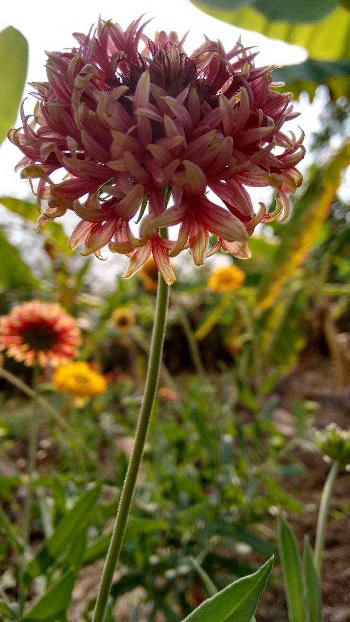 Sun behind Flower...