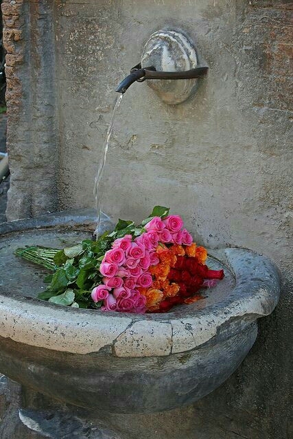 Roses .. Roses