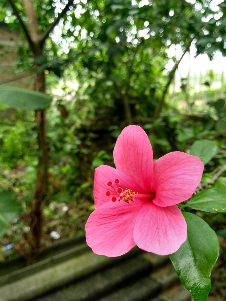 Red Hibiscus
