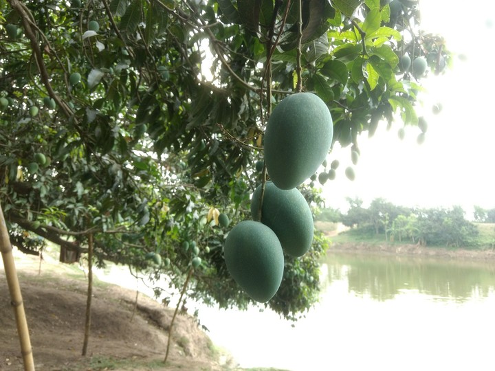 mango time