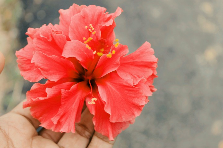 flower