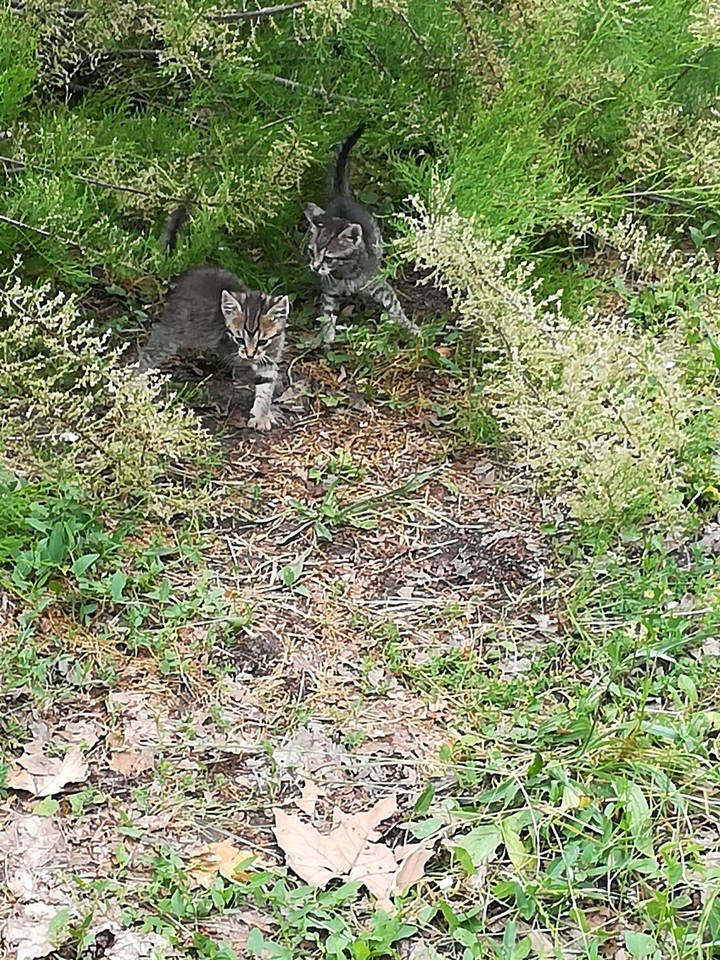 Cats
