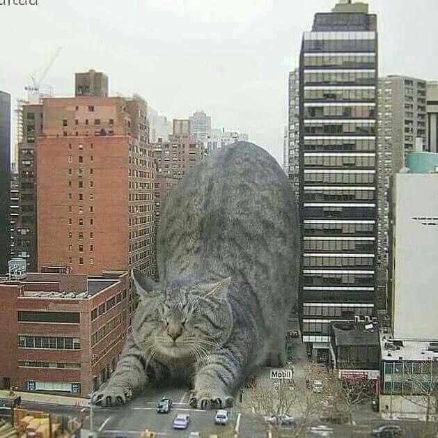 Catzilla