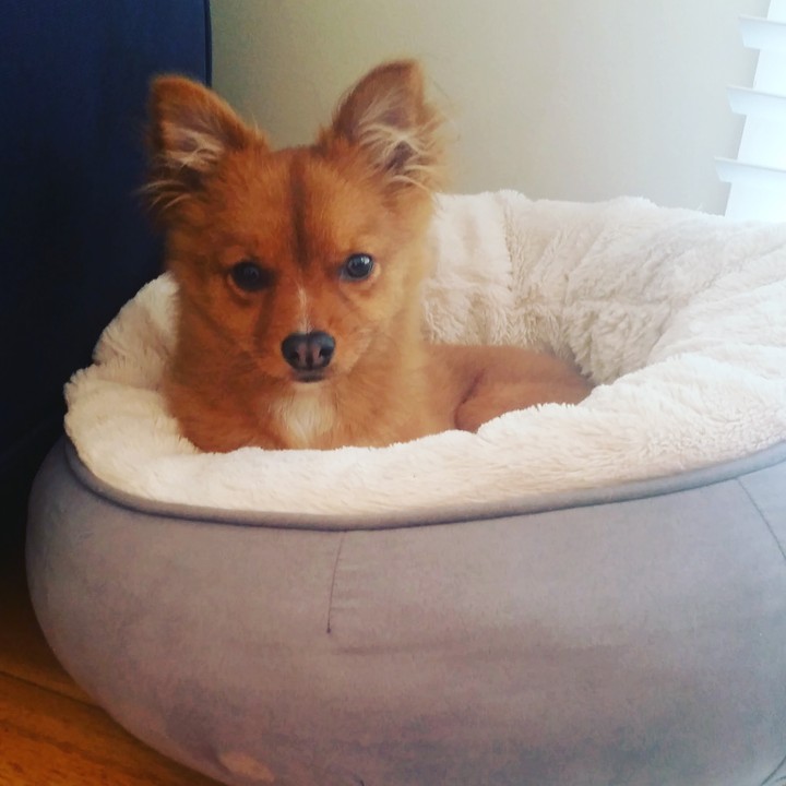 Puppy