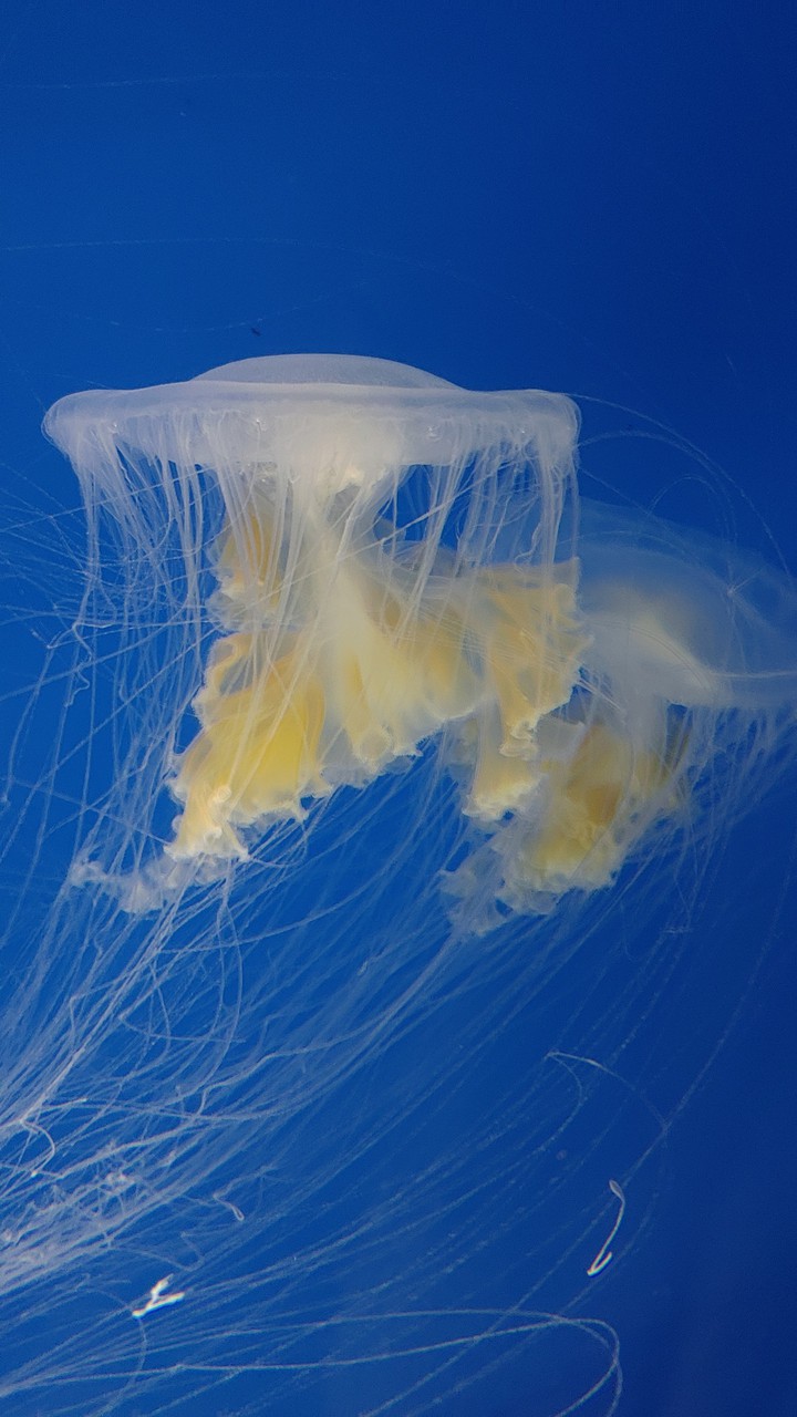 水母