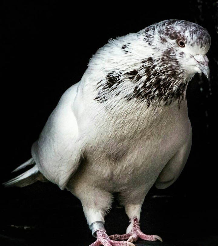 beautiful pigeons