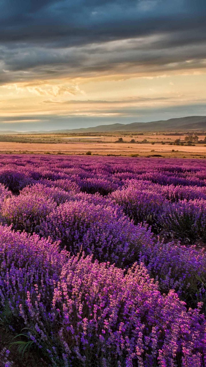 lavander