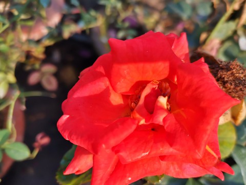 petal, red壁纸