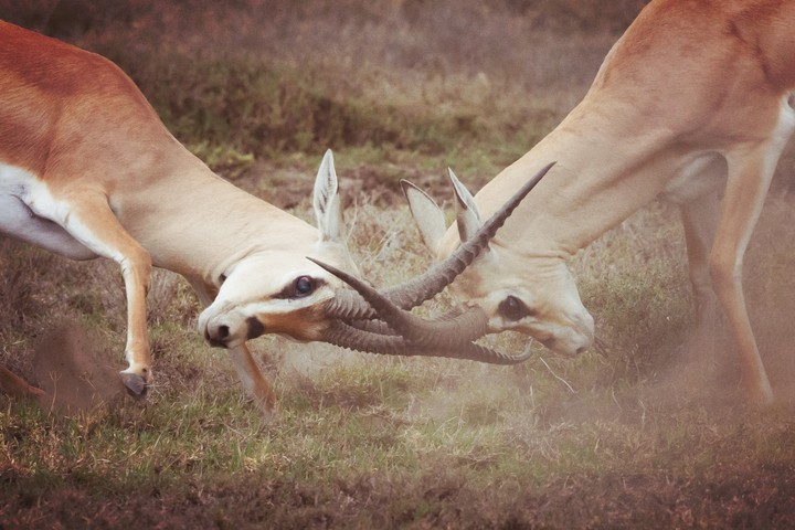 animal fight.