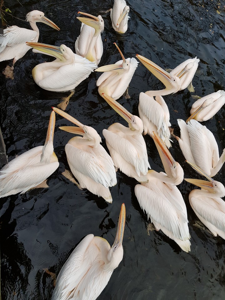 Pelikane