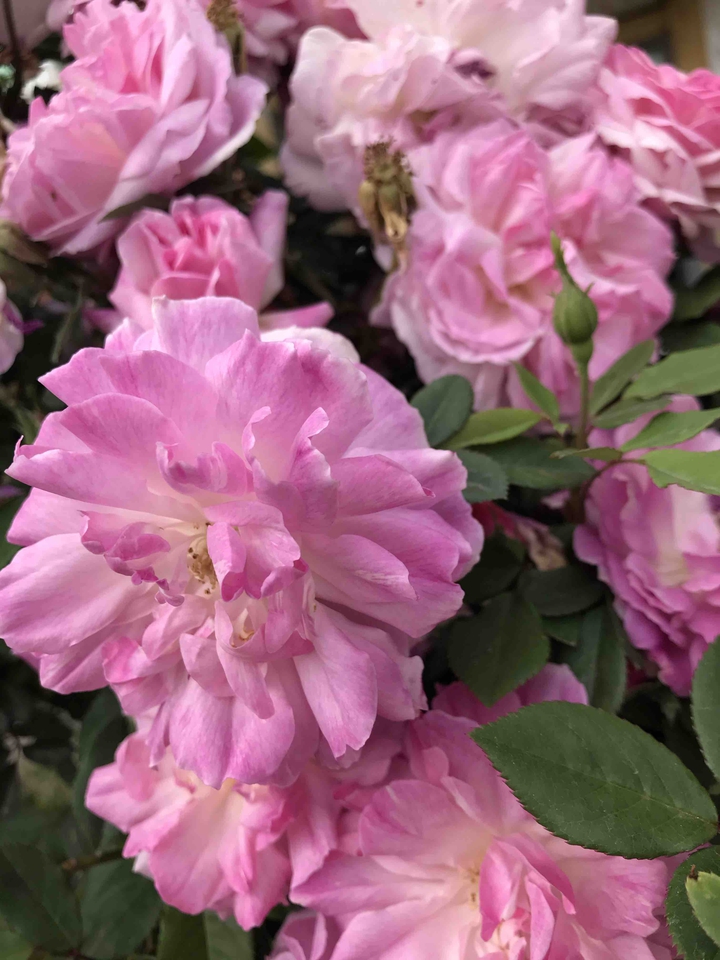 pink roses