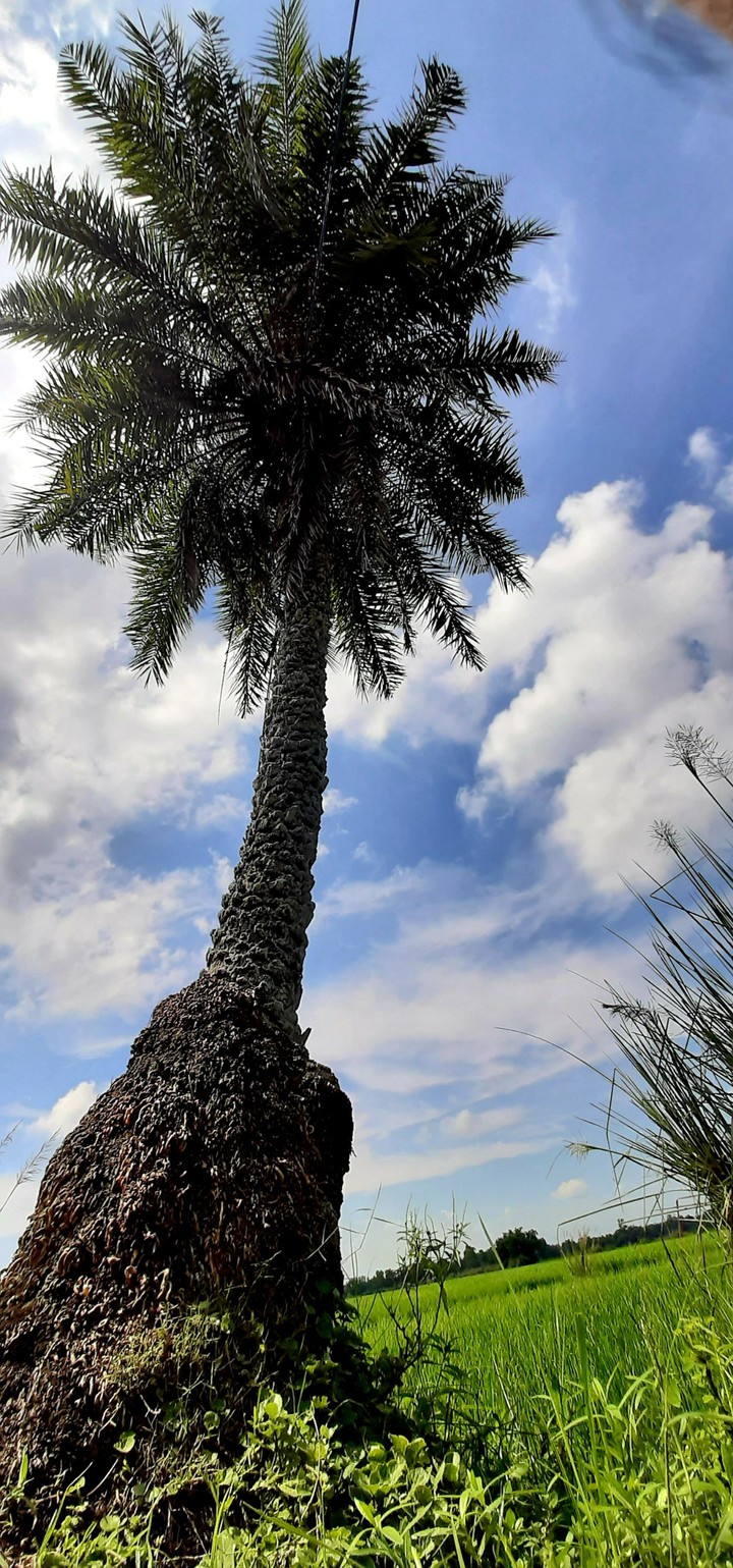 date palm