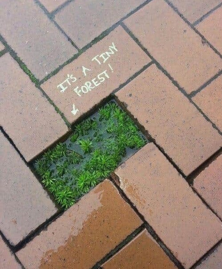 Tiny Forest