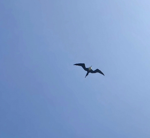 Un pajaro en el cielo azul.