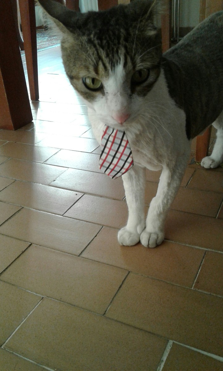 Gatito