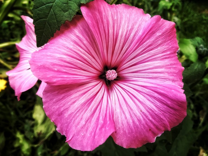 rosa malve