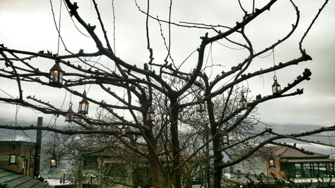 Tree lamps