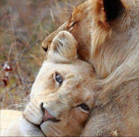 Lioness