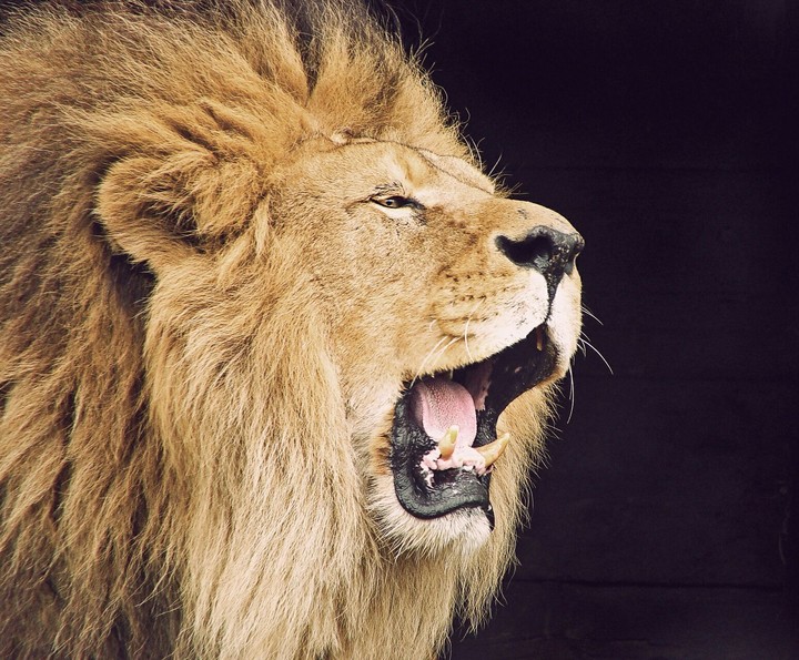 lion