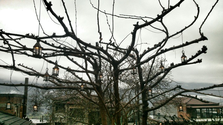 Tree lamps