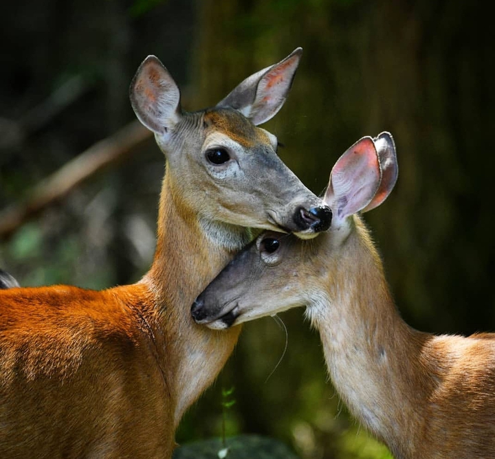 Mother's love