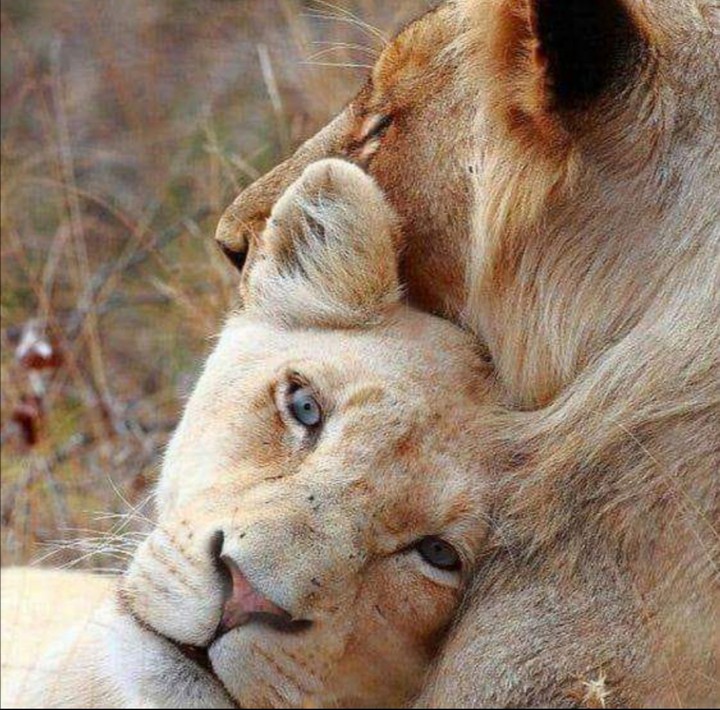 Lioness