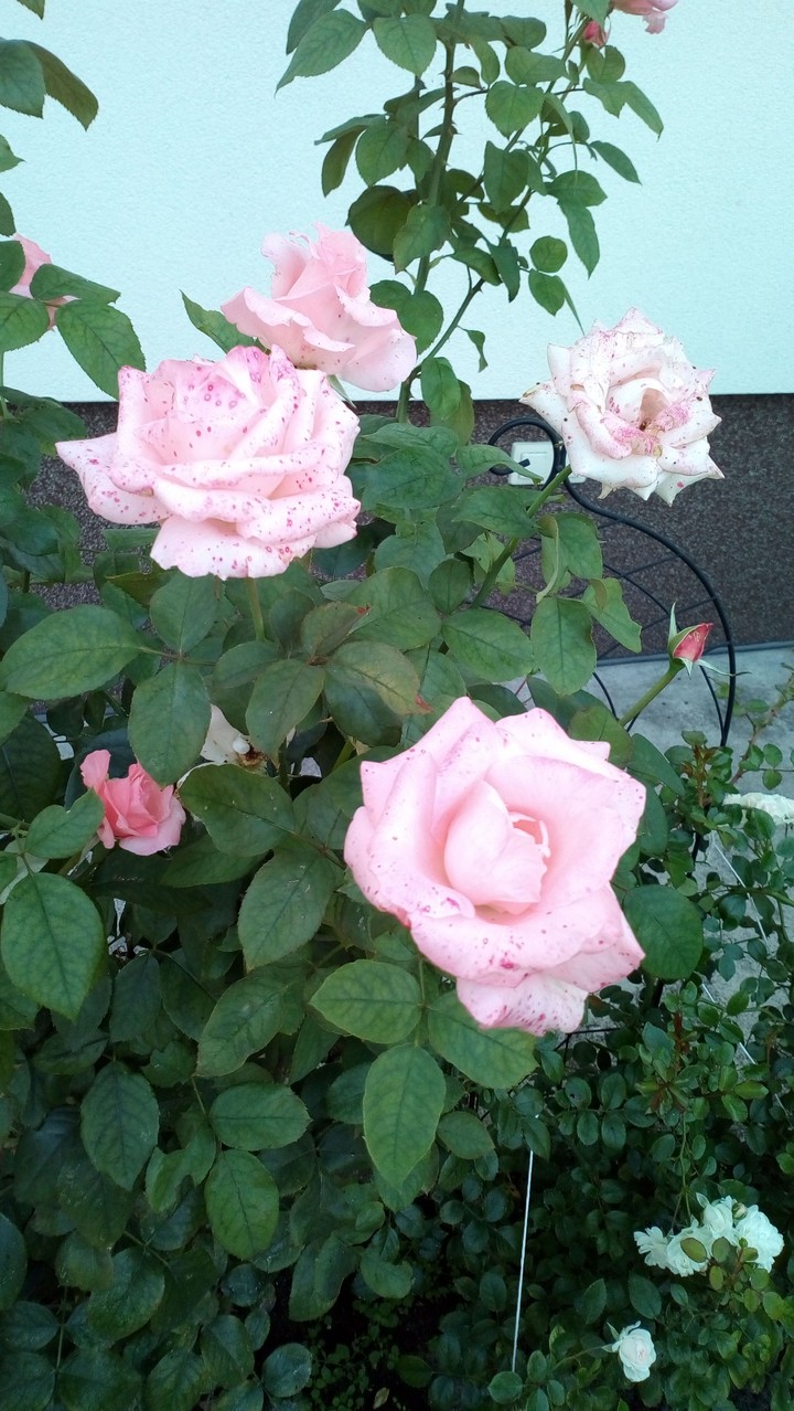 Flower.