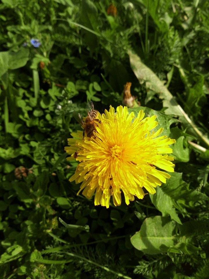 Spring