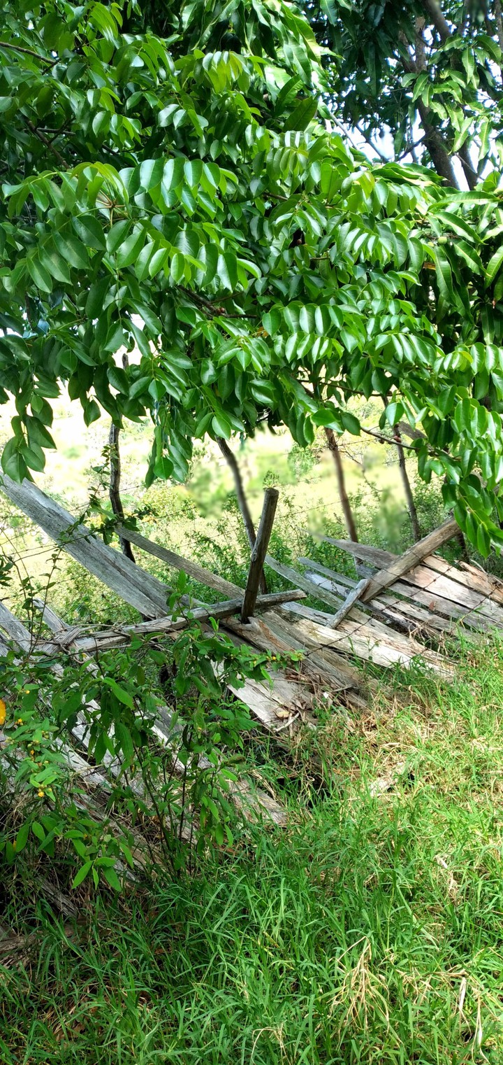 Campo