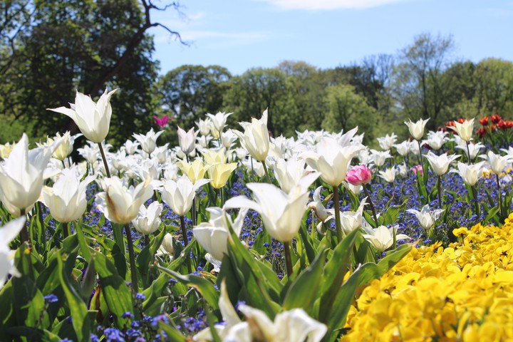 Flowers