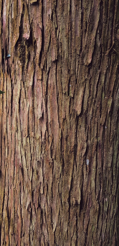 tree in jeju island
