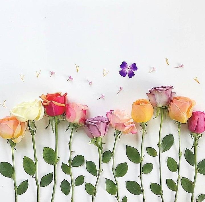 Roses růže