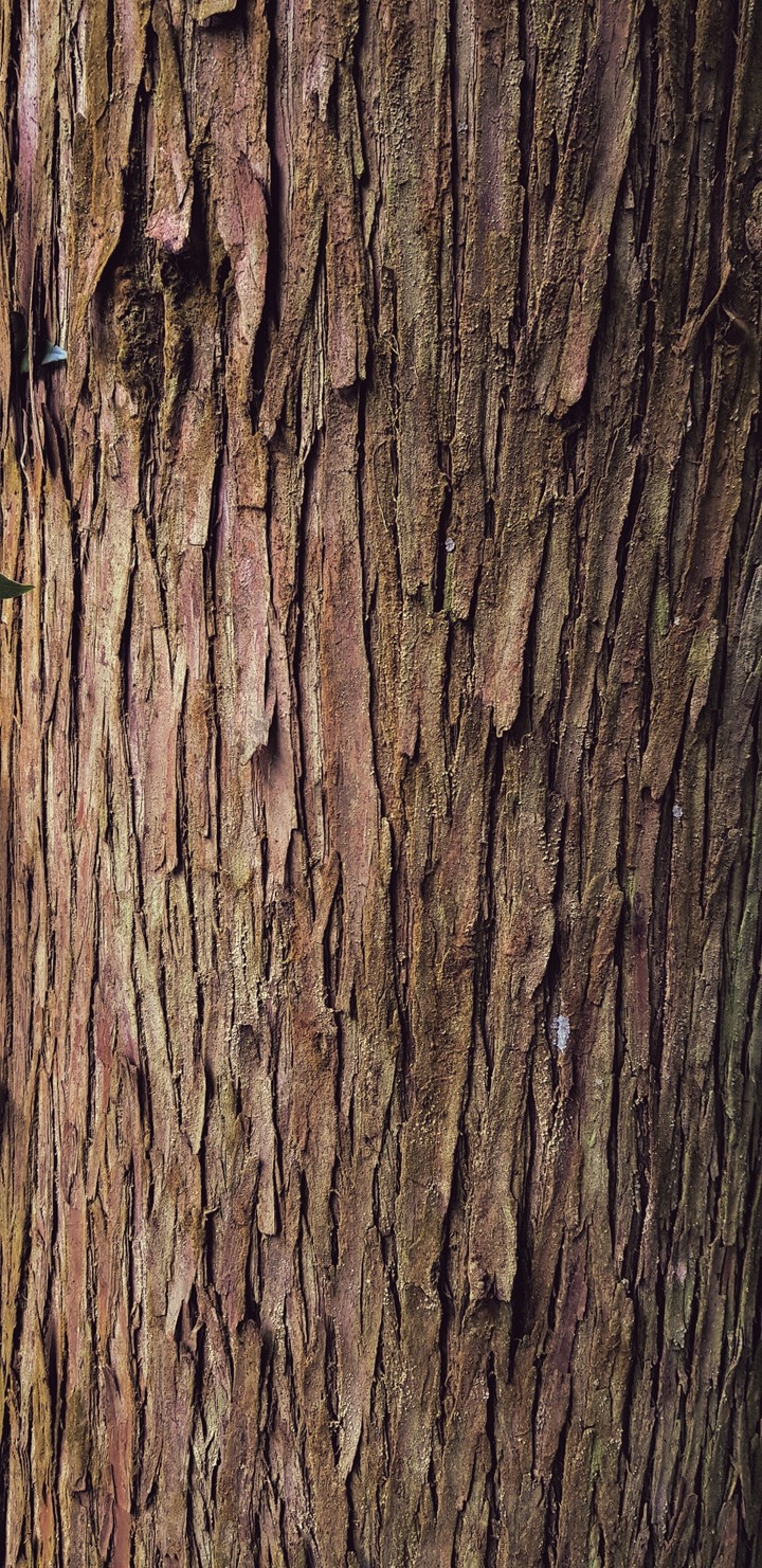 tree in jeju island