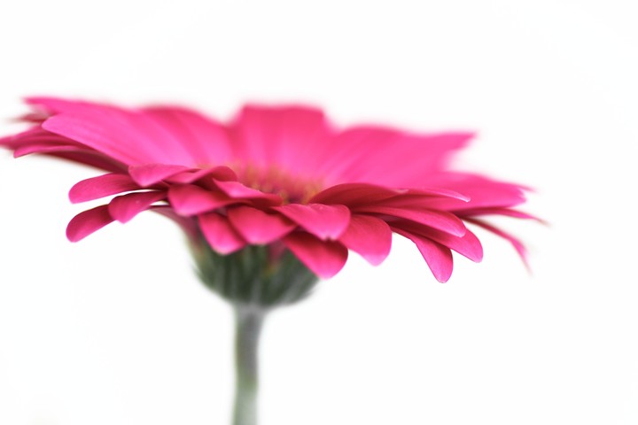핫핑크