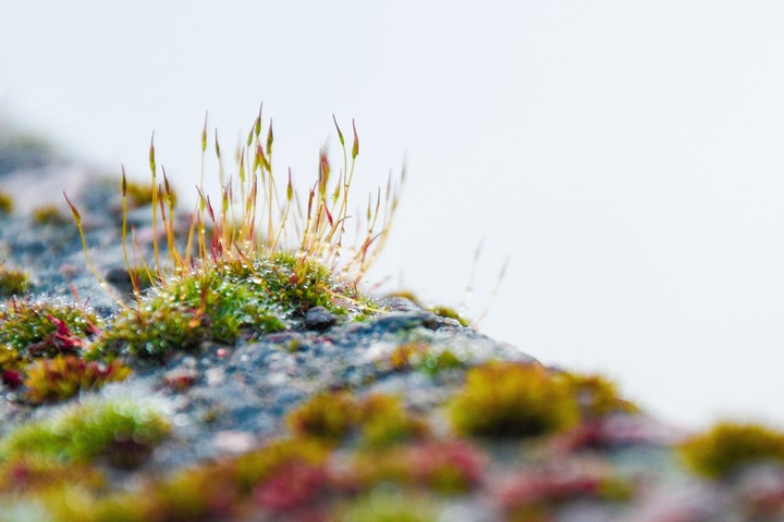 macro