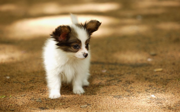 cute puppy