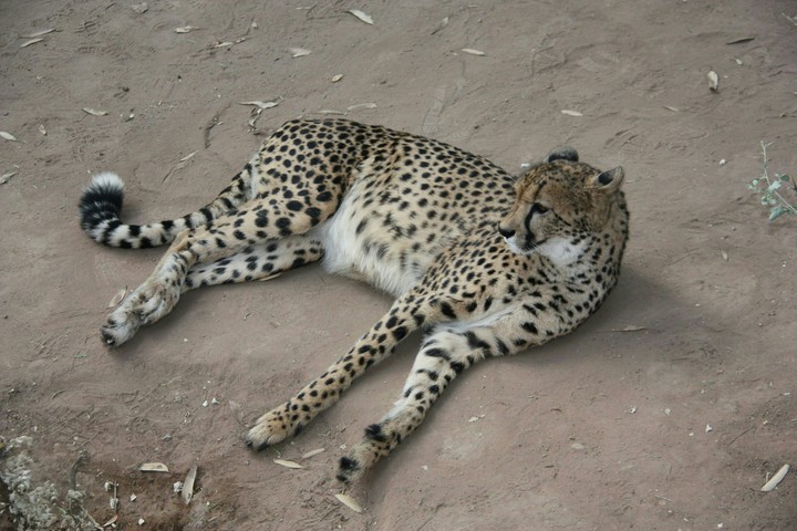 Cheetah