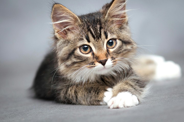 Cute Cat ♥