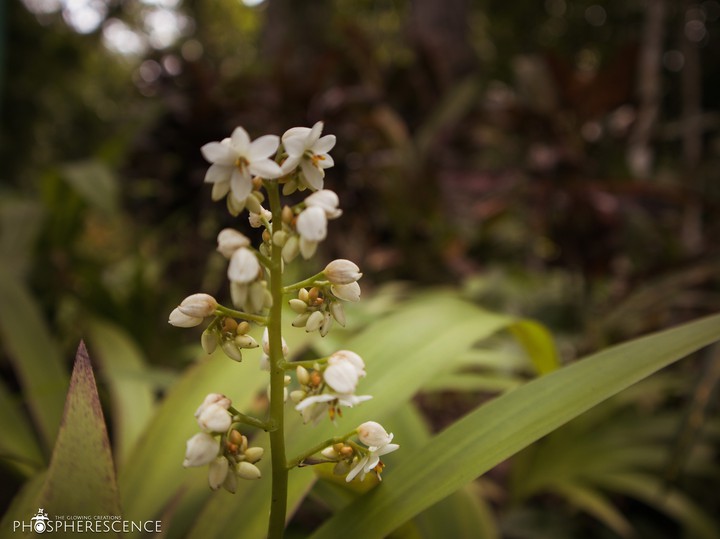 Lonely Flower