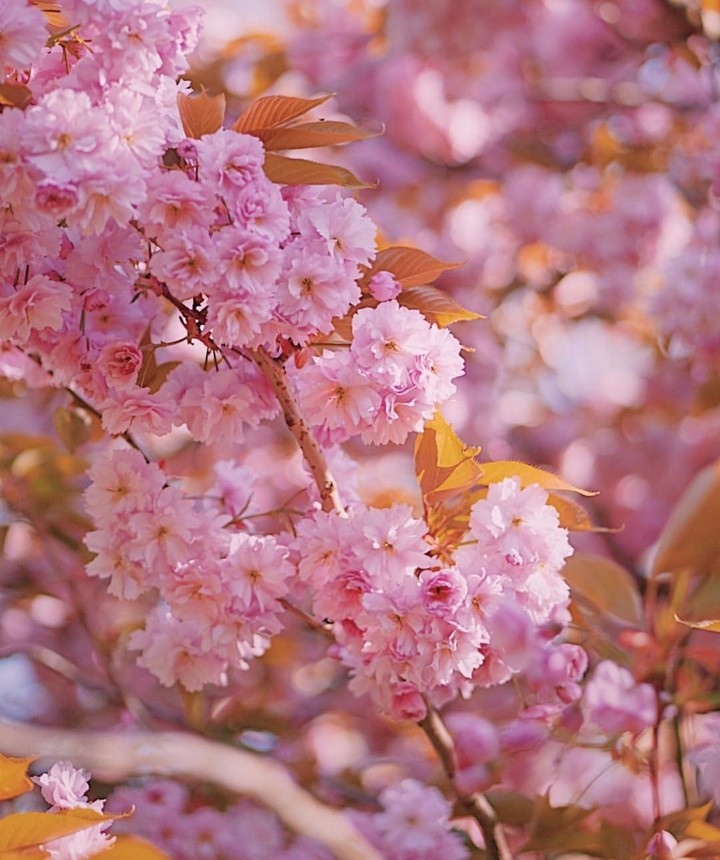 Spring flowers
