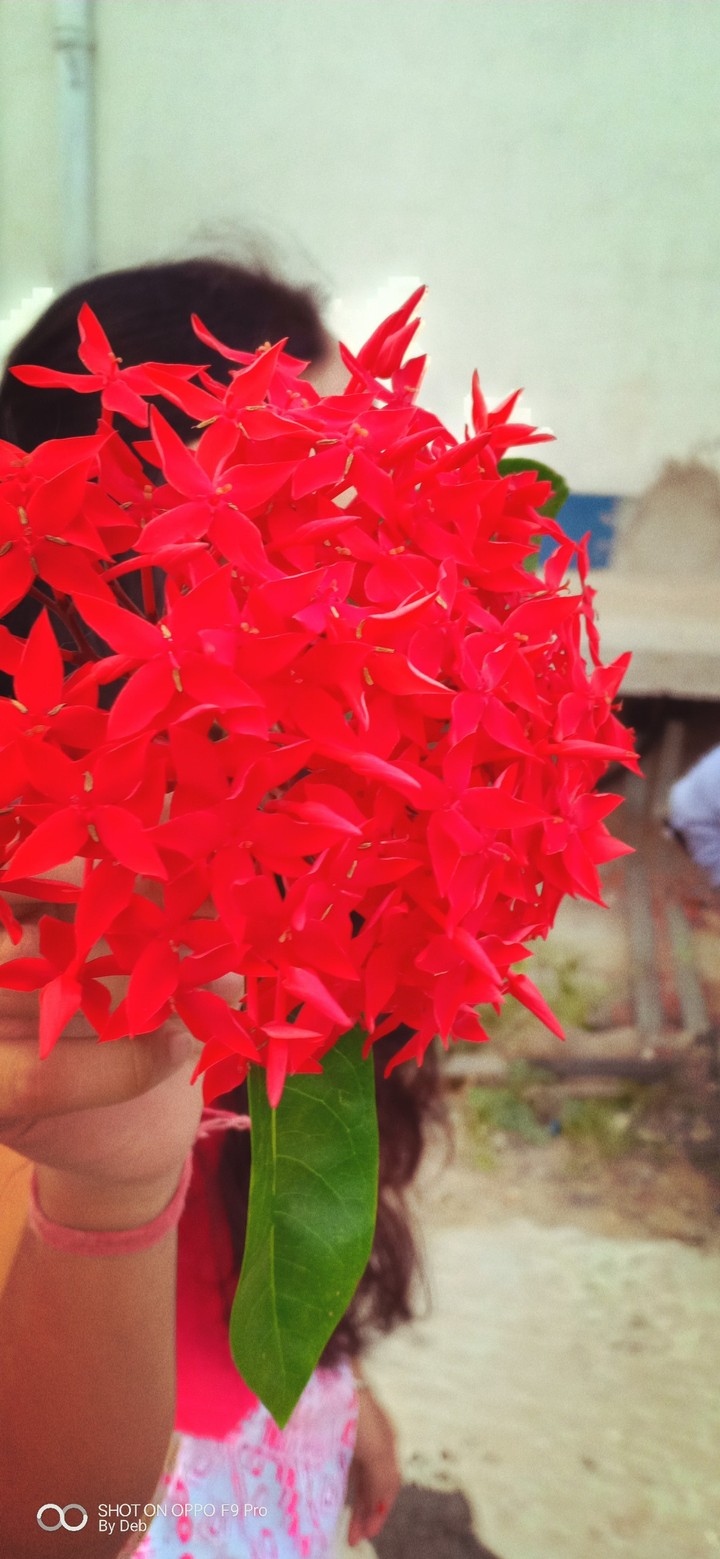 flowers