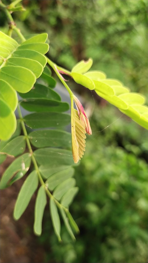 evergreen, 葉子桌布
