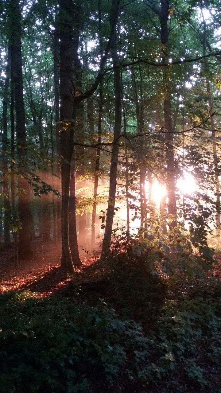 Sonnenaufgang im Wald