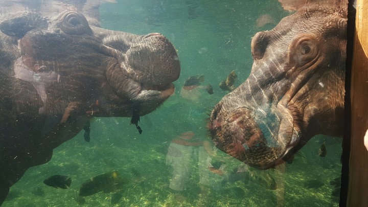 Hippos