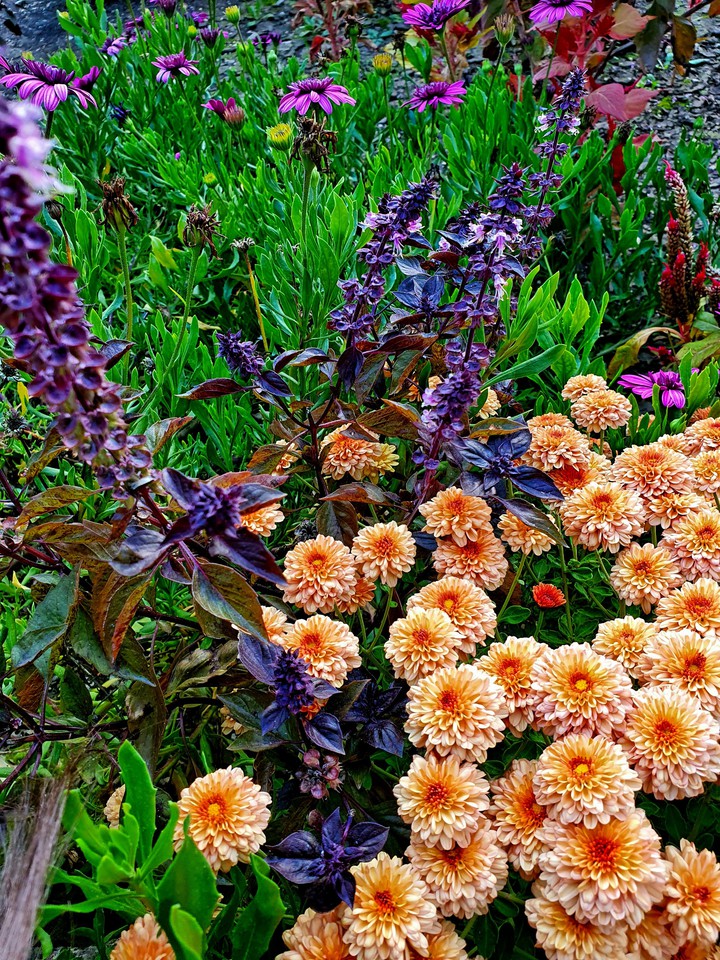 flowers