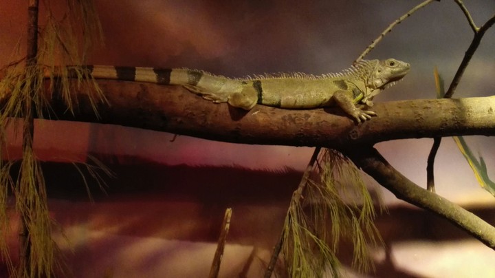 Leguaan in Antwerpen zoo