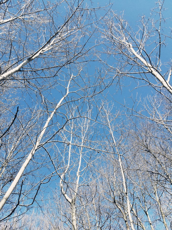 Lost In The Trees