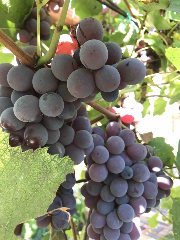 grape