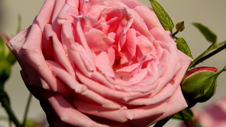 fleurs