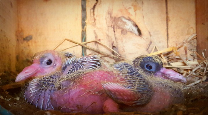 Baby Bird